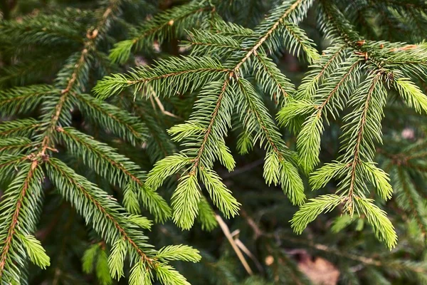 Färska Gröna Knoppar Ett Granträd — Stockfoto