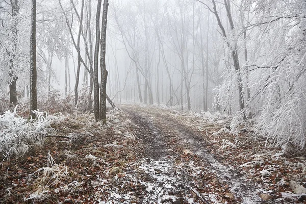 Χειμερινό Δάσος Παγετό Στα Δέντρα Και Ομίχλη Στον Αέρα Μονοπάτι — Φωτογραφία Αρχείου