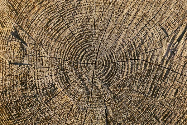 Alte Baumstammstruktur Mit Jahresringen — Stockfoto