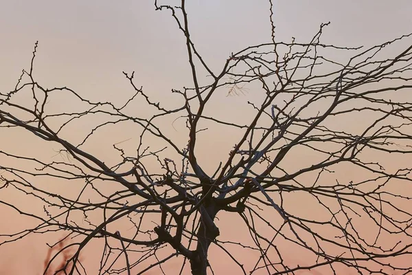 Kahle Bäume Äste Gegen Den Abenddämmerungshimmel — Stockfoto