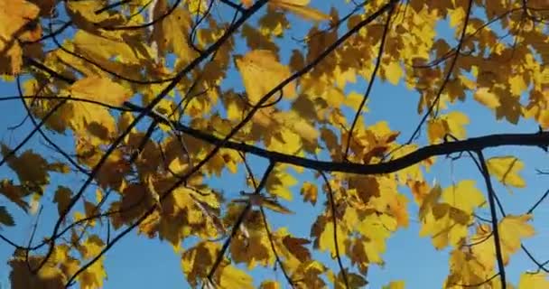 五彩缤纷的秋叶在微风中轻轻摇曳 — 图库视频影像
