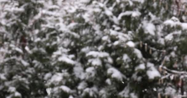 Falling Snow Trees Background Winter Forest — 图库视频影像