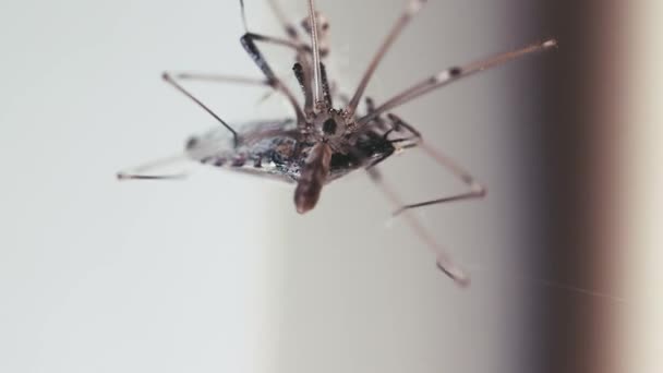 Spider Closeup Wrapping Its Prey Thread Stingbug Caught Prepared Food — Stock Video