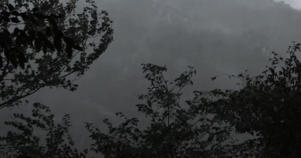 嵐や山の中で雨を注ぐ 木々が遅い動き暗い天気で動いている — ストック動画