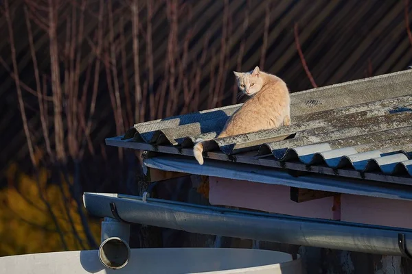 Katze Entspannt Sich Auf Dem Dach Eines Dorfhauses — Stockfoto