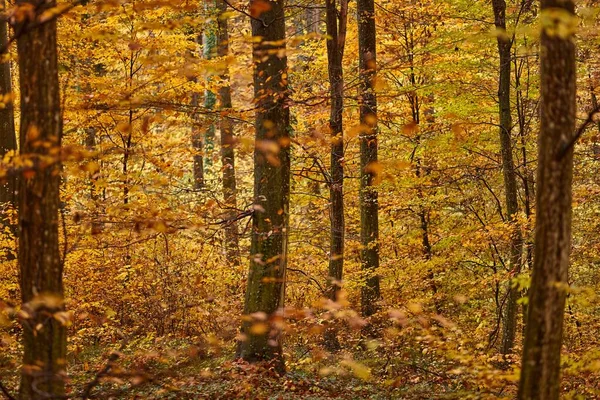 Bosdetail Met Kleurrijke Herfstbladeren Hoge Bomen — Stockfoto