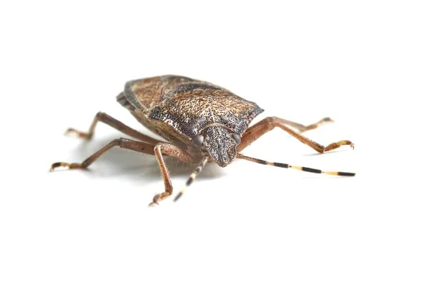 Stink Bug White Background — Stock Photo, Image