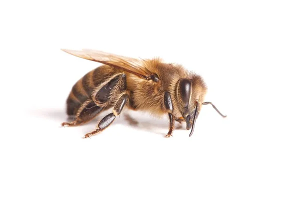 Biene Makro Isoliert Auf Weißem Hintergrund — Stockfoto