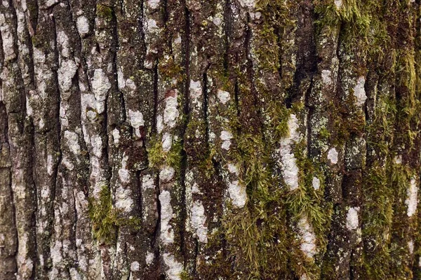 Hustý Kmen Stromu Zblízka Drsná Textura — Stock fotografie