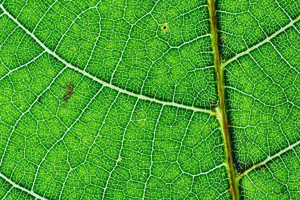 Textura Una Hoja Verde — Foto de Stock