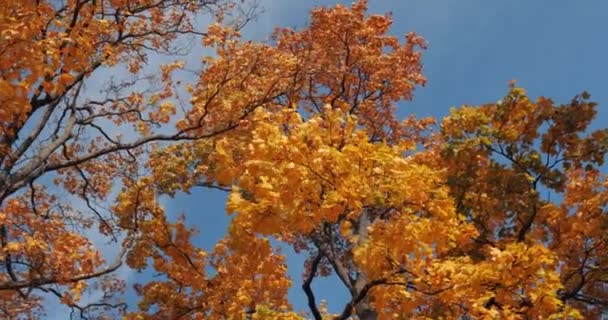 Барвисті Осінні Листя Високих Вершинах Дерев — стокове відео