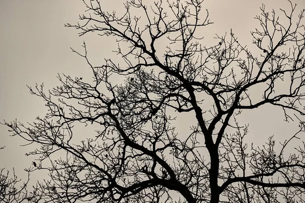 Árvores Nuas Com Céu Nublado — Fotografia de Stock