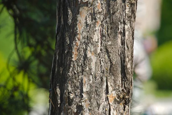 太い木の幹を閉じて 頑丈な質感 — ストック写真