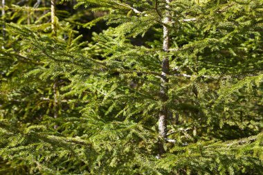 Çam ağacı dalları kapatma ayrıntıları