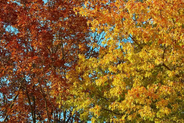 Wald Mit Bunten Herbstblättern Bäumen — Stockfoto