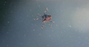 Cam yüzeyinde sürünen pis kokulu böcek.