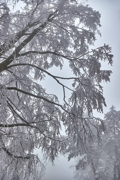 Frozen Icy Branches Tree Hoar Frost Misty Forest — Stock Photo, Image