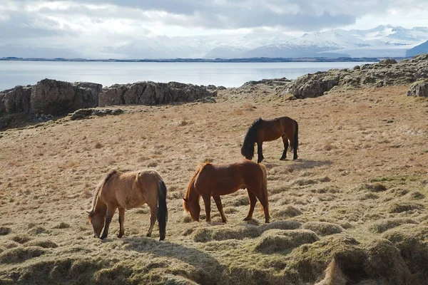 Icelandic Horse Grazing Field — Stock Photo, Image
