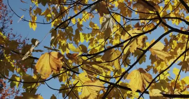 多彩的秋天树叶在微风中轻柔地在树上摇曳 — 图库视频影像