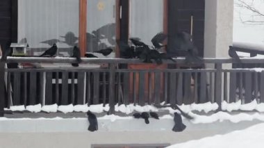 Karlı kış balkonuna akın eden kargalar yiyecek buldular.