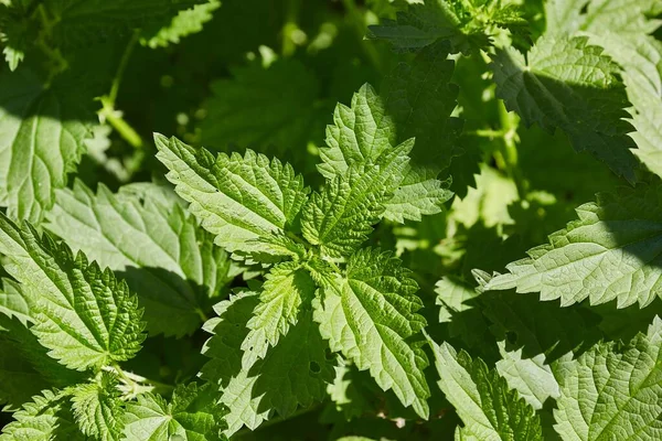 Brennnesselpflanze Hautnah Wald — Stockfoto