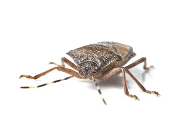 Beyaz arkaplanda pis kokulu hata