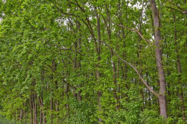 bir ağacın yeşil yaprakları