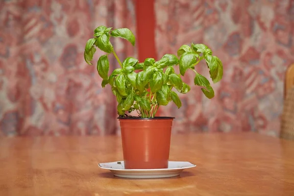 Albahaca Olla Sobre Mesa — Foto de Stock