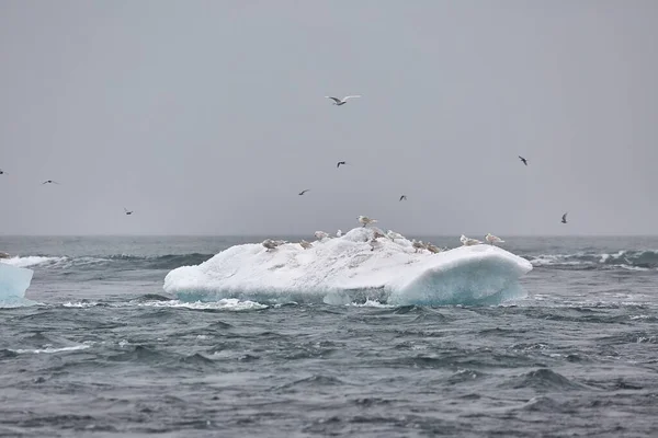 Iceberg in the sea at Icelandic shores. many seagulls sitting on it