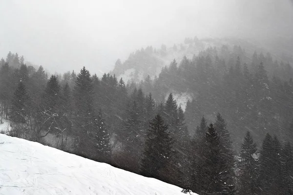 Las Zimie Pada Śnieg Mocno Wieje Wiatru — Zdjęcie stockowe