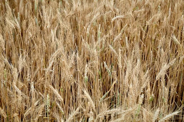 Wheat Growing Agricultural Field — Stock Photo, Image