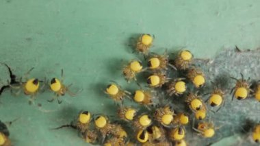 Yavru örümcekler kümesi, Avrupa Bahçesi Örümcek Araneus Diadematus, koloniyi dürttükten sonra koşuşturuyor.