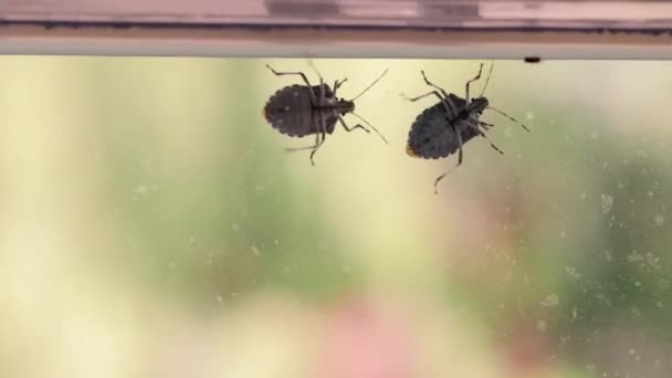 Stinkende Insecten Een Glasoppervlak Kruipen — Stockvideo
