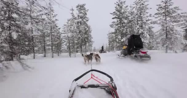 Saariselka Finlandia Circa 2022 Giro Slitta Cani Attraverso Pinete Innevate — Video Stock
