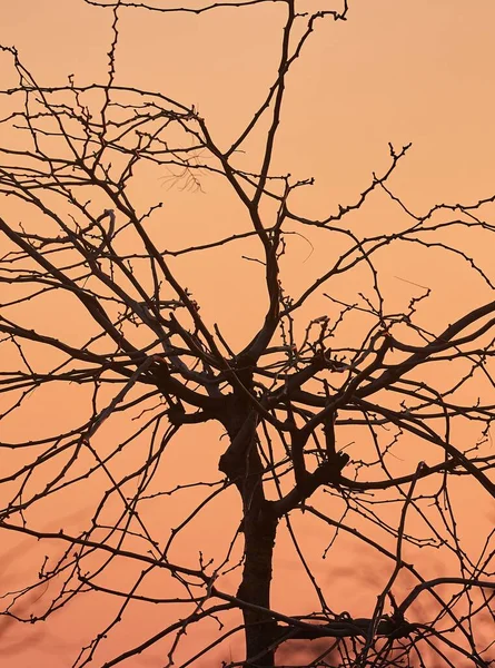 Ramos Árvores Nuas Contra Crepúsculo Céu Noite — Fotografia de Stock