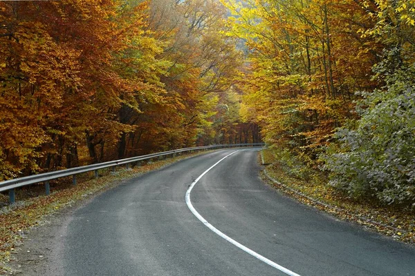 森の中をリード秋の道路 秋の色 — ストック写真