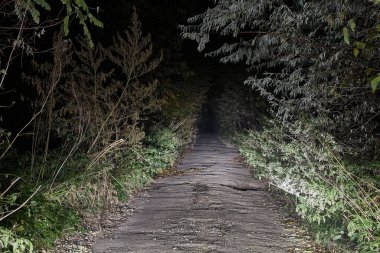 Bir orman yolu üzerinde gece sürüş