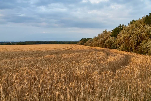 小麦植株上在日落 Flare 农业领域 — 图库照片