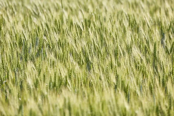 Wheat Plants Agricultural Field — Stock Photo, Image