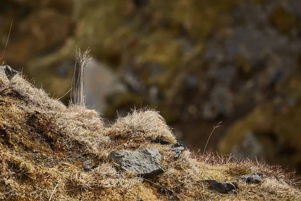 Herbe Sèche Dans Vent Islande Versant Accidenté — Photo