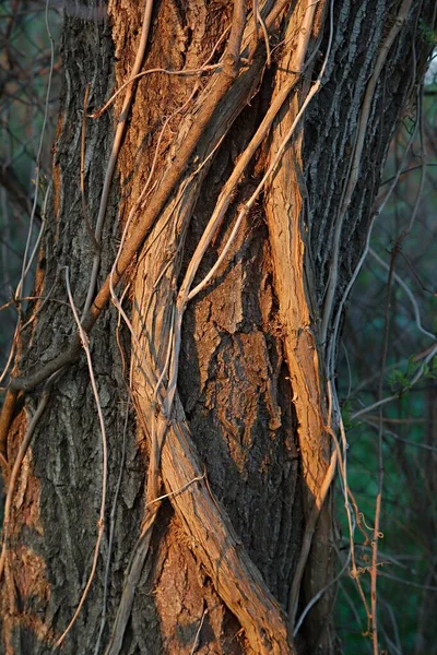 Πυκνός Κορμός Δέντρων Στραγγαλισμένος Ρίζες Αναρριχητικού Φυτού Virginia Creeper — Φωτογραφία Αρχείου