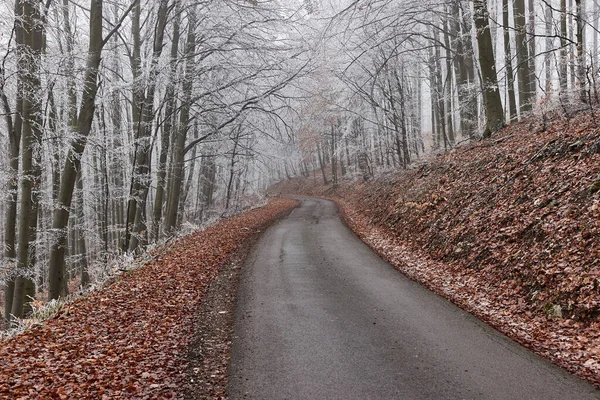 Winterliche Waldstraße Mit Frost Den Bäumen Und Nebel Der Luft — Stockfoto