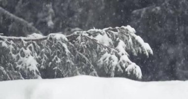 Arka planda ağaçlarla ormanda kar yağıyor, kar taneleri düşen kış manzarası, 60 fps 'den yavaş çekim, sinematik görünüm