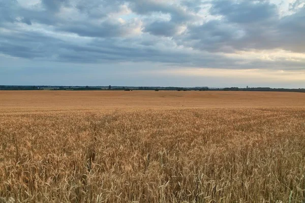 Buğday Bitkiler Günbatımı Fişek Bir Tarım Alanı — Stok fotoğraf