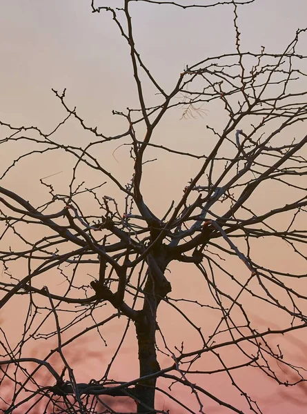 Árboles Desnudos Ramas Contra Crepúsculo Cielo Nocturno — Foto de Stock