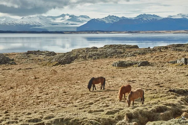 Pâturage Chevaux Islandais Sur Champ — Photo