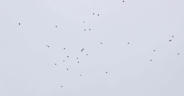 Fåglar Flyger Mot Dyster Himmel Vintern — Stockvideo
