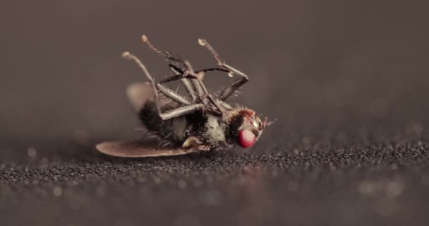 Fliege Fällt Und Stirbt Nach Insektizid Kämpft Mit Dem Letzten — Stockvideo