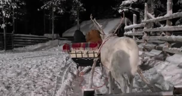 田舎の鹿の農場から始まる フィンランド北部の雪に覆われた松林を通ってトナカイのそりに乗る クリスマス休暇のための人気の目的地 — ストック動画
