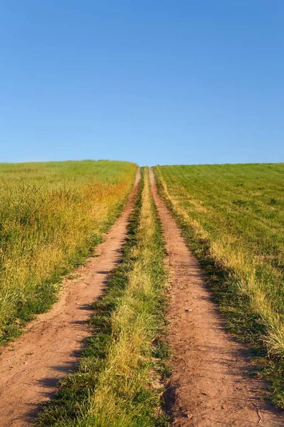 Countryside Path Dirt Road Grape Plantation Summer — Stock Photo, Image